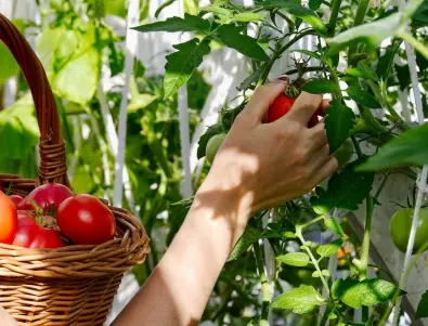 Действайте бързо, ако забележите бели петна по доматите!