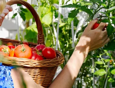 Какво пием хората, което много помага на доматите против болести?
