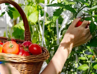 Ускорете узряването на доматите ТАКА, за да ги приберете преди да стане късно
