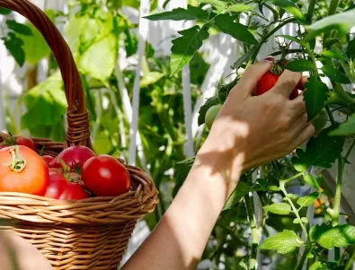 Билките, които всеки опитен градинар засажда до доматите