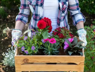 Любимите цветя на мързеливите градинари: Как да имате красива градина, без да си мърдате пръста?