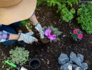 Лесни за отглеждане цветя от начинаещи градинари