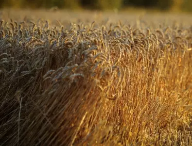 Пшеницата поскъпна до невиждана скоро цена