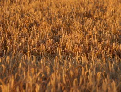 Унгария затяга контрола и връща митата върху украинското зърно