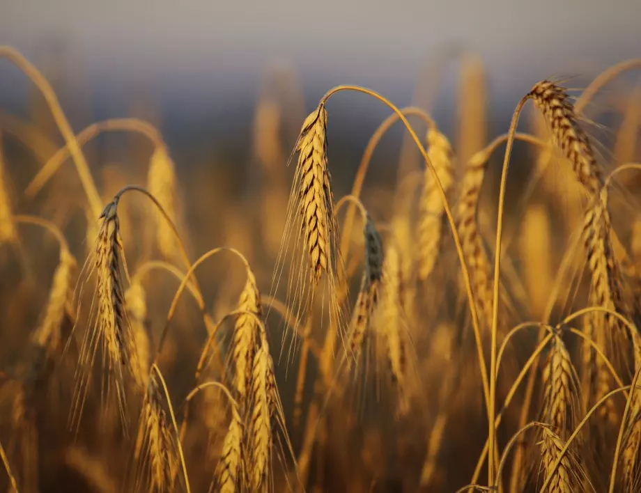 След посещението на Лавров: Египет отмени договорите за закупуване на украинска пшеница 