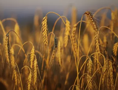 Турция: От Украйна са изнесени 17 млн. тона зърно в рамките на зърнената сделка 