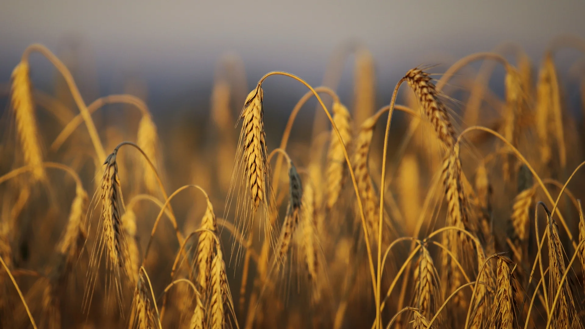 Огромните ползи от житото, за които често забравяме