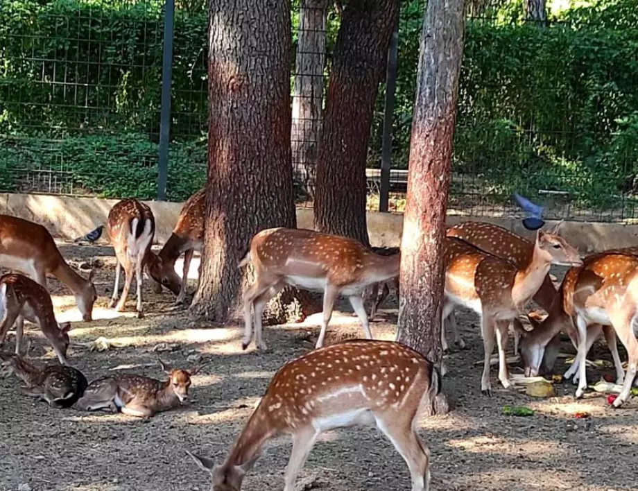 Бебета елени, пауни и кралски фазани са най-новите обитатели на старозагорския зоопарк