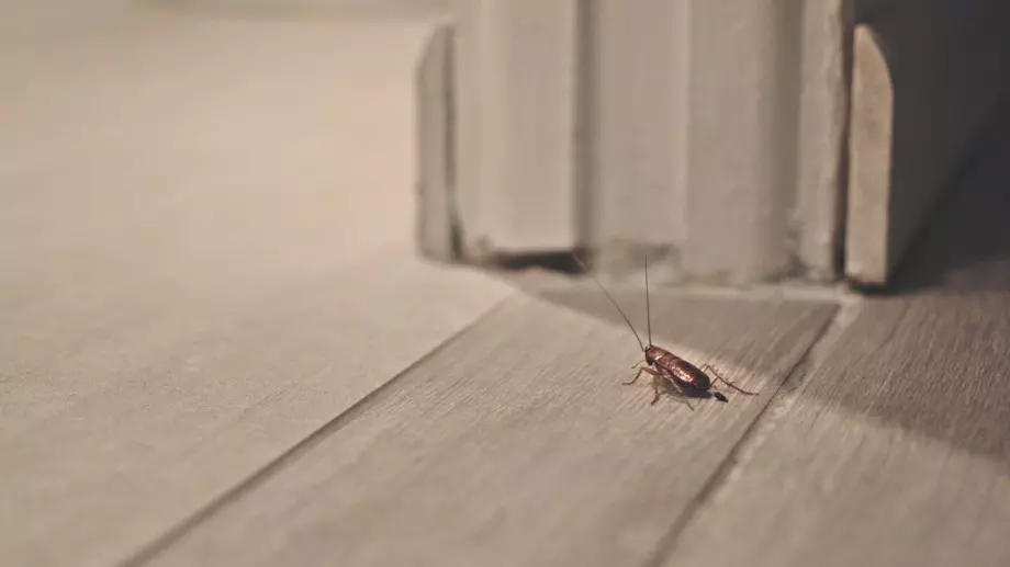 В дома ви няма да остане нито една хлебарка, ако сложите това