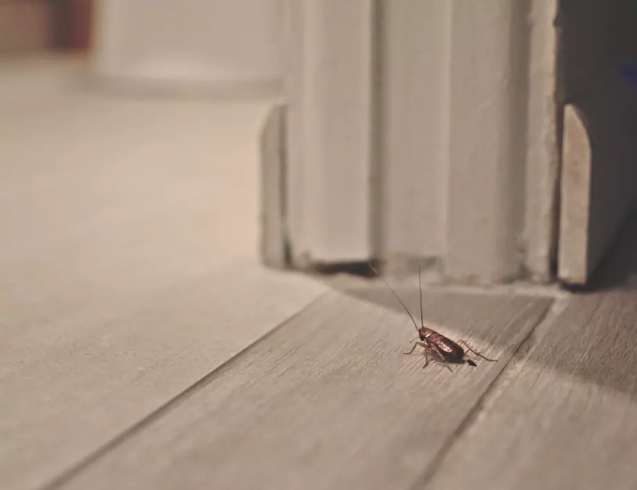 Лайфхак да се отървете от хлебарките в къщата завинаги