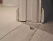 Неканени гости: Как да победим хлебарките в апартамента