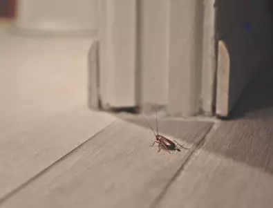 Как нашият дом да стане забранена зона за хлебарките?