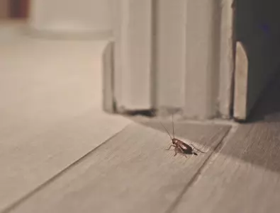 Само така можете да се отървете от хлебарките завинаги