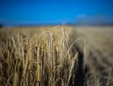 Румъния и Украйна преговарят за разрешаване на зърнената криза