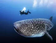 Най-голямата риба в света - ето коя е тя!