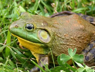 Има ли отровни жаби в България?