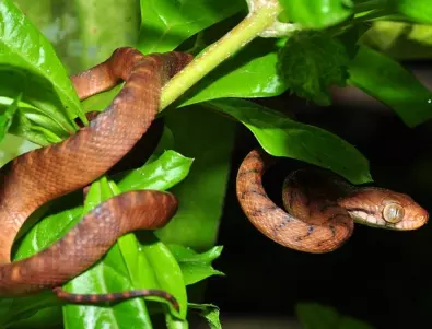 Как да се предпазим от змии в градината?