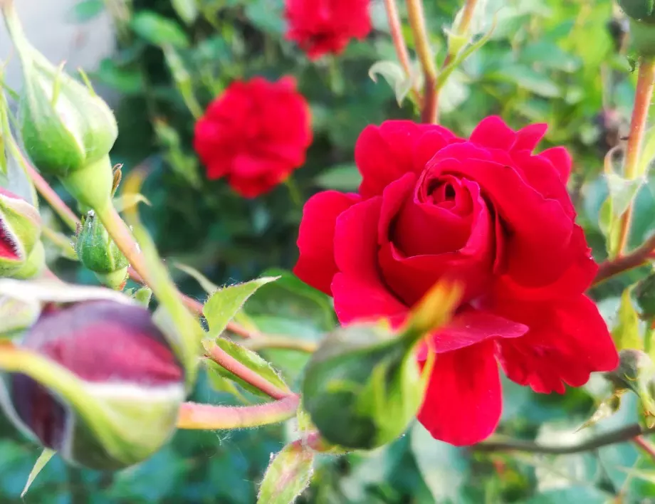 Пресаждане на розите през есента - ето какво трябва да знаете за него
