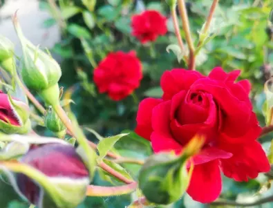 Как да засадите рози през пролетта: Основни правила за опитни градинари