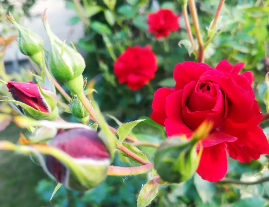 Отглеждане на розови храсти: Съвети за начинаещи градинари