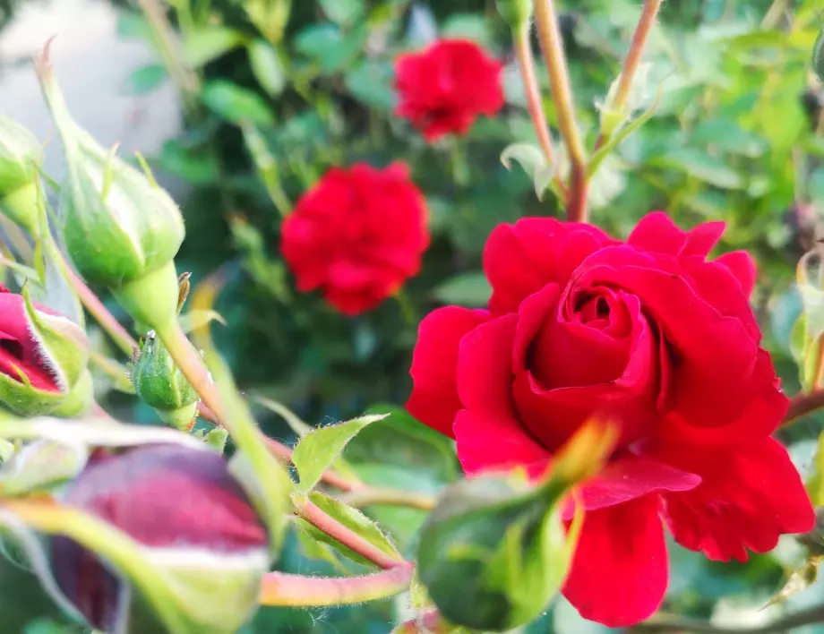 Какво представлява устойчивият на болести розов храст?