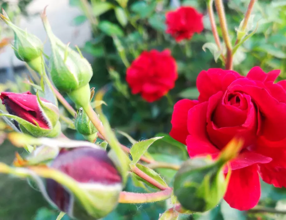 Градинар издаде трик, с който елиминира листните въшки по розите за секунди