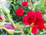 Кралици в градината: Как да засадите розите, че да цъфнат през първата година?
