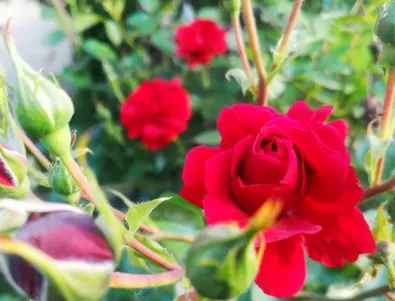 Цветя и билки, които предпазват розите от вредители