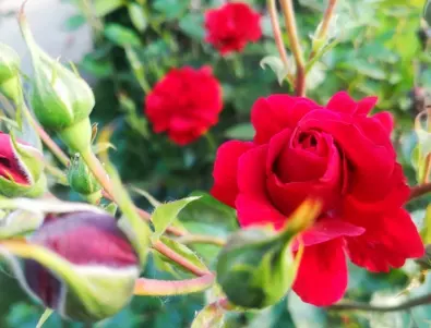 Торене на розите през пролетта - това са най-добрите домашни торове