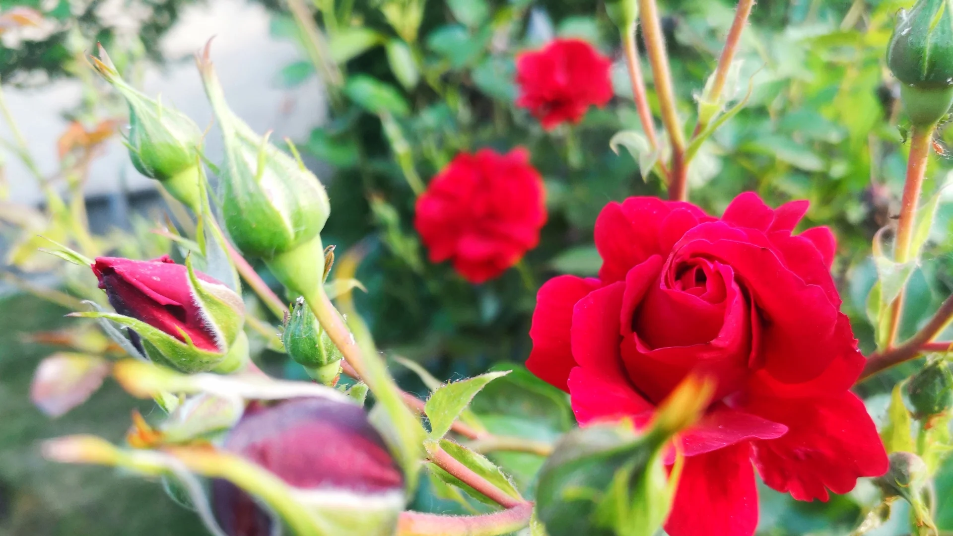 Органични или химически торове са по-подходящи за розите