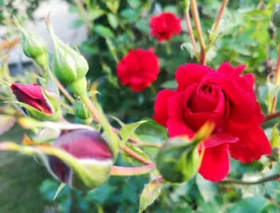 Органични или химически торове са по-подходящи за розите