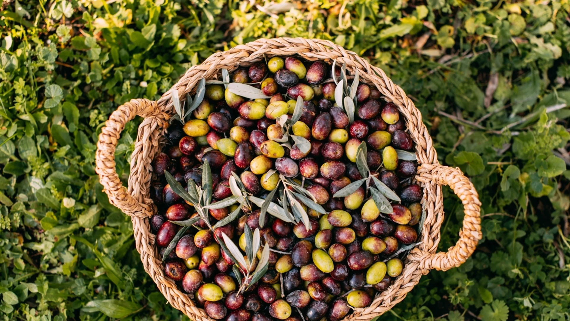 По какво да разпознаем хубавите маслини в магазина