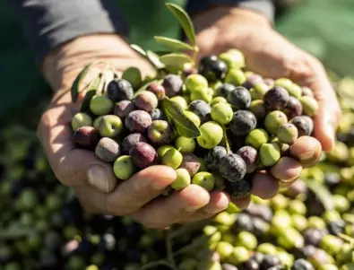 Всичко, което трябва да знаем за маслините и въздействието им