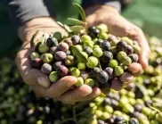 Разлики между черни и зелени маслини