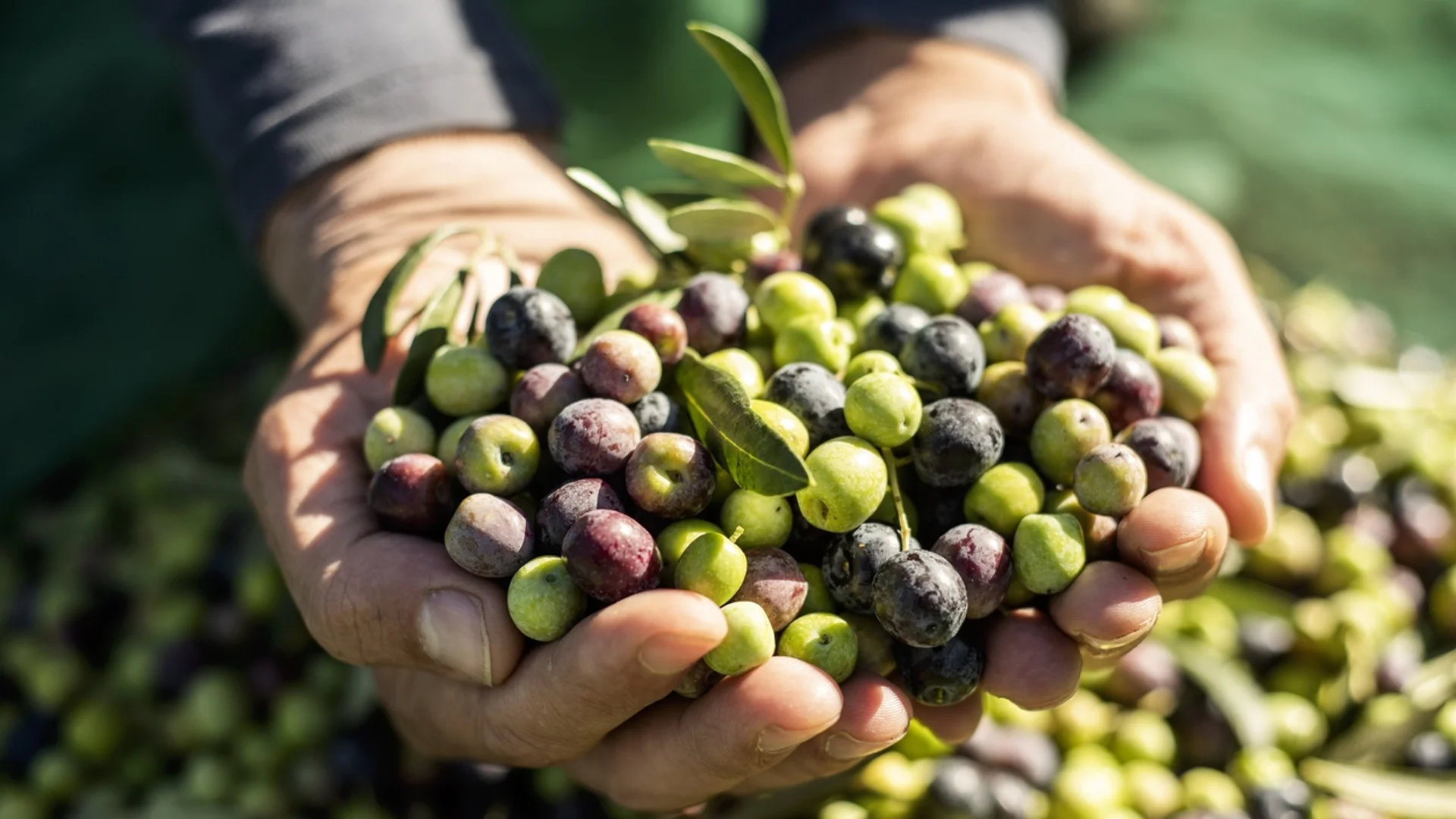 Разлики между черни и зелени маслини
