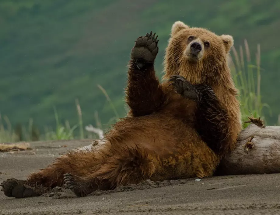 Наташа от Сърбия е най-старата мечка в парк Белица: каква е историята й?