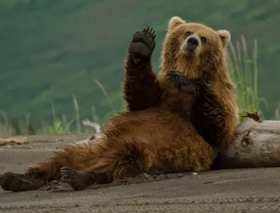 Кафява мечка е забелязана близо до детска градина в Троянско
