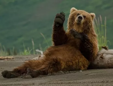 Сръчна мечка провали парти в Тенеси, изяде скарата и изпи Кока-Колата (ВИДЕО)