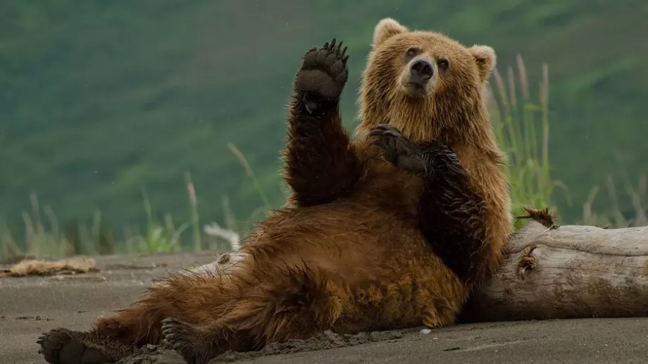 Сръчна мечка провали парти в Тенеси, изяде скарата и изпи Кока-Колата (ВИДЕО)