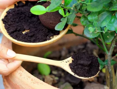 Защо опитните градинари подхранват растенията с утайка от кафе?