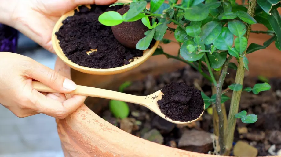 Защо опитните градинари подхранват растенията с утайка от кафе?