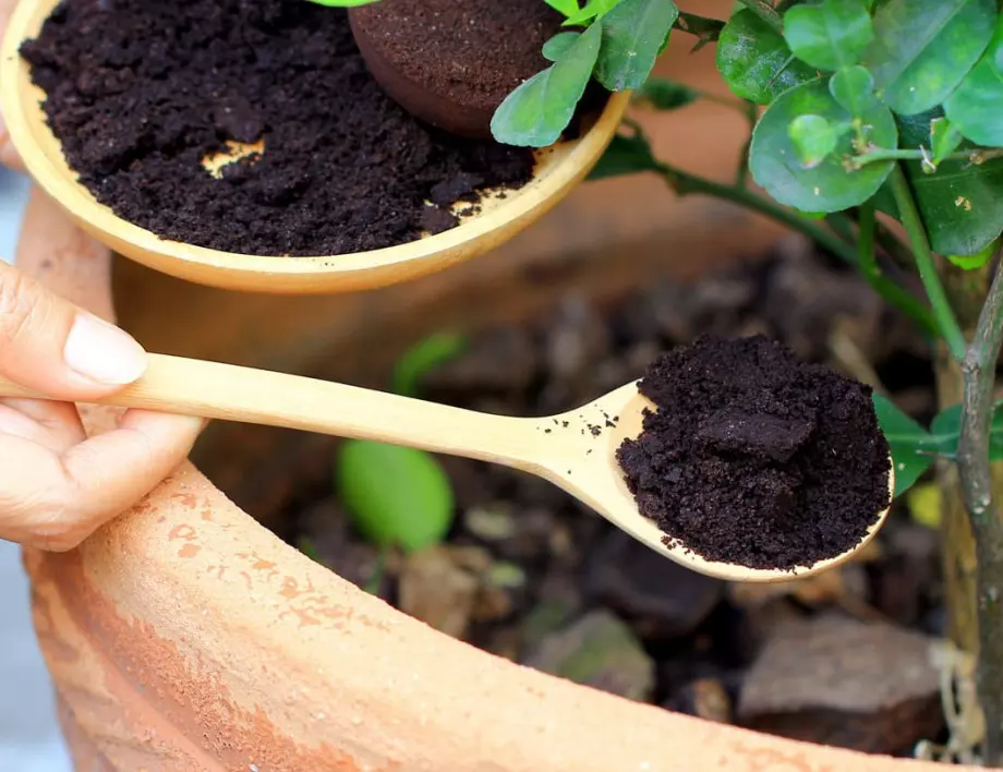 Защо НЕ трябва да използвате утайка от кафе като тор в градината?