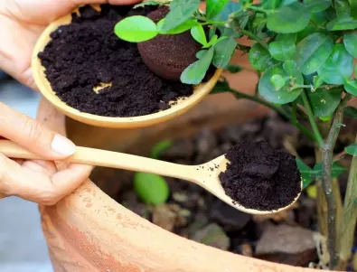 Всеки ден изхвърляте ТАЗИ съставка, а тя предпазва градината от вредители и прави почвата рохка