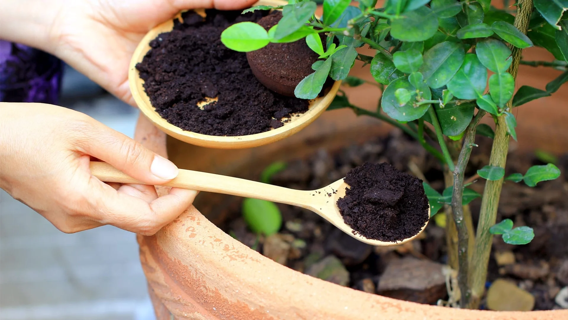 Ползи и възможни рискове при използване на утайка от КАФЕ върху растенията