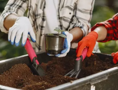 Градинарите съветват как да използвате компост в градината