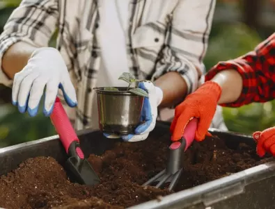 СОДА в градинския компост: Градинарите разкриват ползите