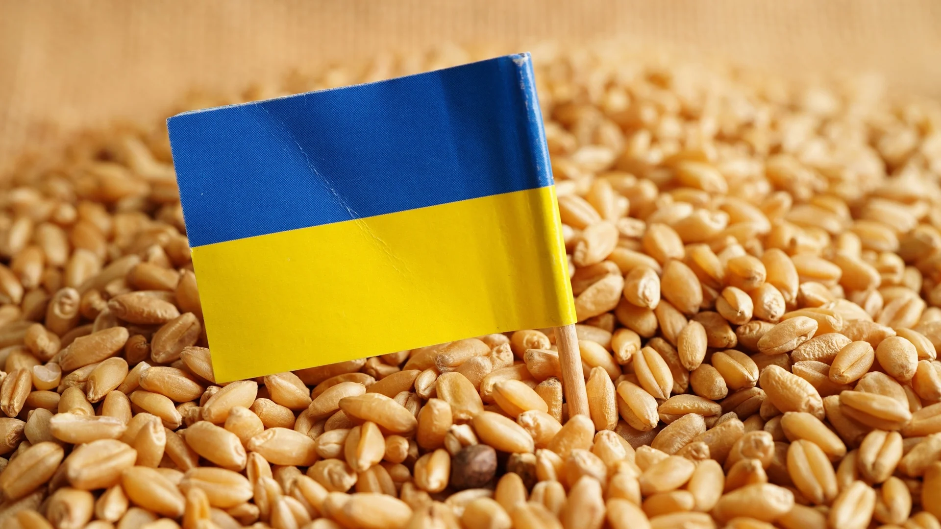България и още 4 държави поискаха мита върху украинското зърно
