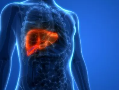 Учени вече отглеждат черен дроб директно в организма без операция