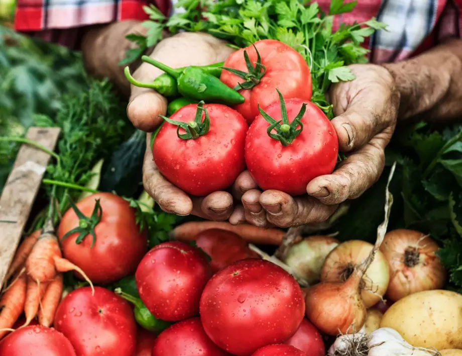 Тайните на градинарите: Добрата грижа за доматите дава чудесна реколта