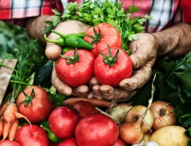 Как да ускорим зреенето на доматите и да ги предпазим от напукване?